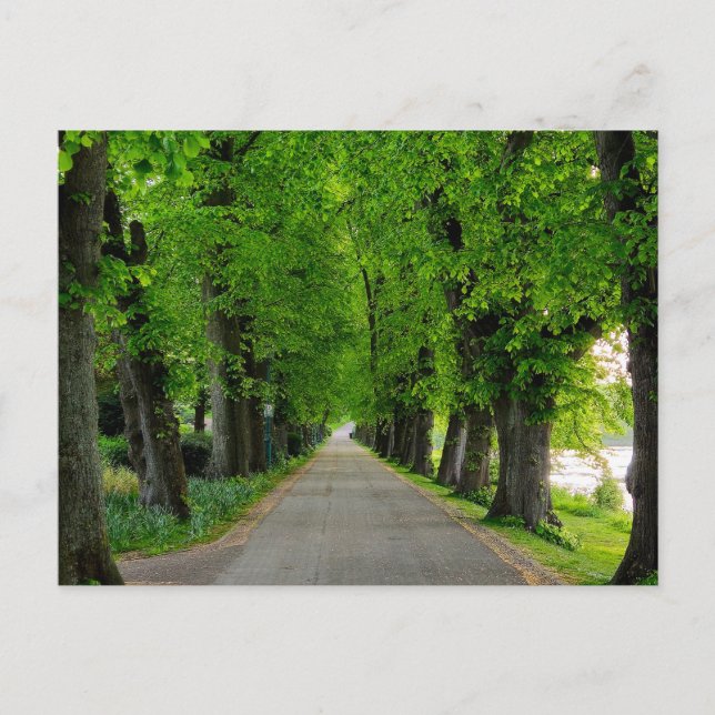 Cartão Postal Árvores (Frente)