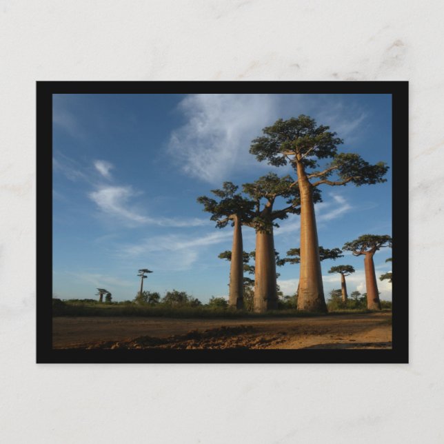 CARTÃO POSTAL ÁRVORES (Frente)