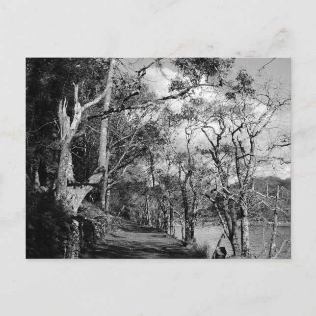 CARTÃO POSTAL ÁRVORES (Frente)