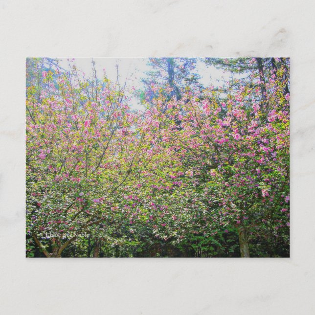 Cartão Postal Árvores #3 (Frente)