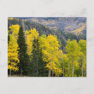 Cartão Postal Árvores Aspen (Populus Tremuloides) E Coníferas 2