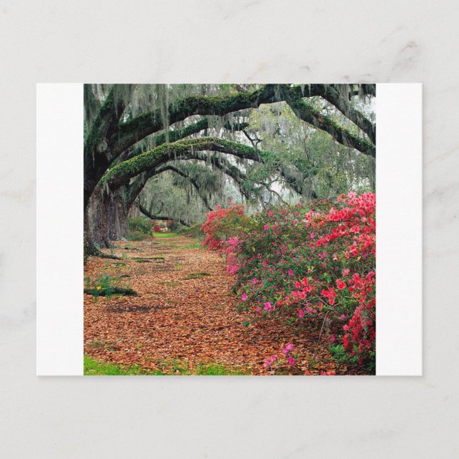 Cartão Postal Árvores Azaleas Oaks Magnolia Charleston (Frente)