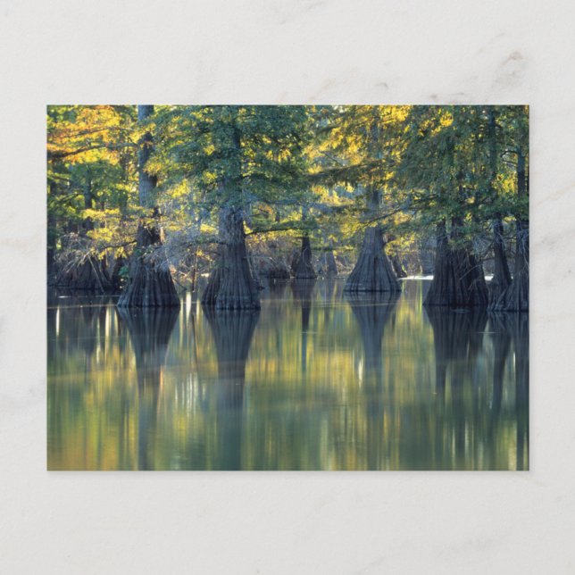 Cartão Postal Árvores Bald Cypress | Horseshoe Lake Illinois (Frente)