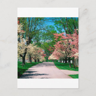 Cartão Postal Árvores Brancos Rosa Dogwood Lexington Kentucky