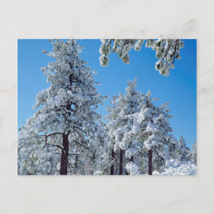 Cartão Postal Árvores cobertas de neve nas montanhas Laguna