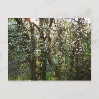 Cartão Postal Árvores com Cartão-postal Primavera