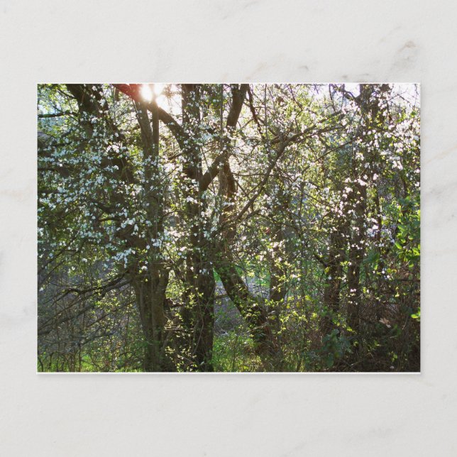 Cartão Postal Árvores com Cartão-postal Primavera (Frente)