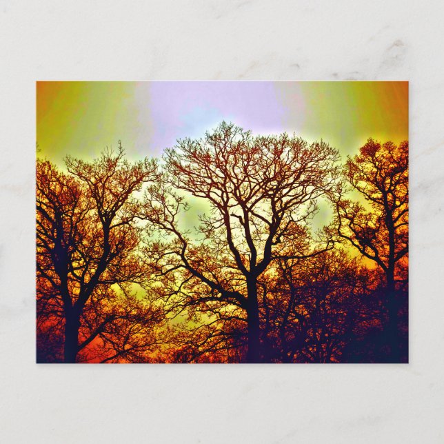 CARTÃO POSTAL ÁRVORES COM SOL NEBULOSO (Frente)
