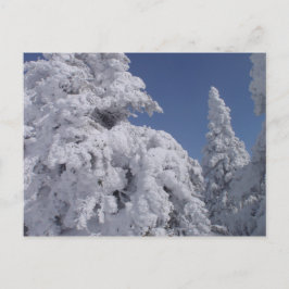 Cartão Postal Árvores coníferas revestidas de neve