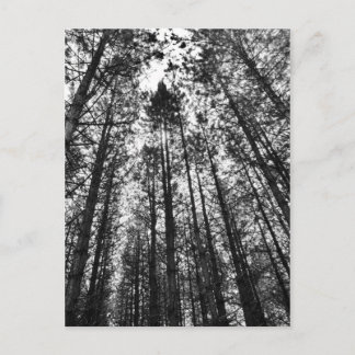 Cartão Postal Árvores convergentes