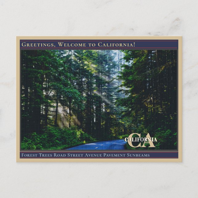 Cartão Postal Árvores da Floresta Rua Estrada Avenida Calçada Ra (Frente)