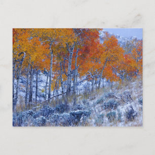 Cartão Postal Árvores de Aspen em cores de outono, Montanhas Big