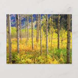Cartão Postal Árvores de Aspen no Outono nas Montanhas Rochosas