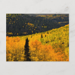 Cartão Postal Árvores de Aspen (Populus Tremuloides) e Coníferas