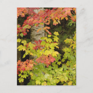 Cartão Postal Árvores de bordo outonais e bétula, Branco