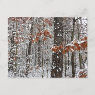 Cartão Postal Árvores de carvalho cobertas por neve Fotografia 