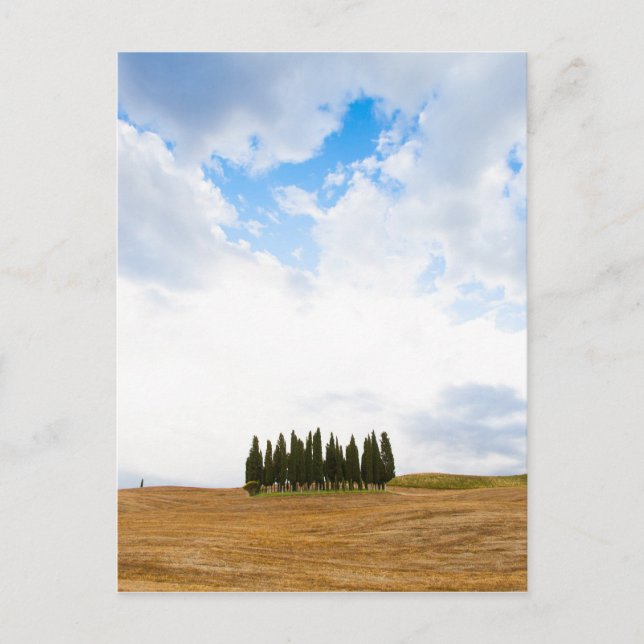 Cartão Postal Árvores de ciprestes da Toscana (Frente)