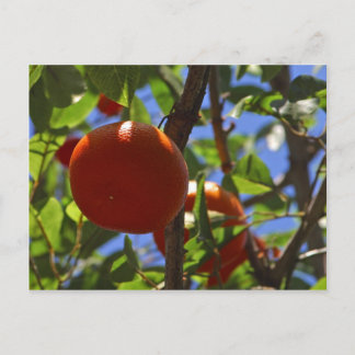 Cartão Postal Árvores de Fruta de laranjas