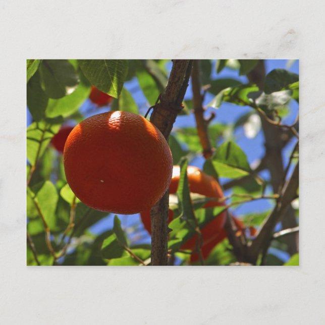 Cartão Postal Árvores de Fruta de laranjas (Frente)