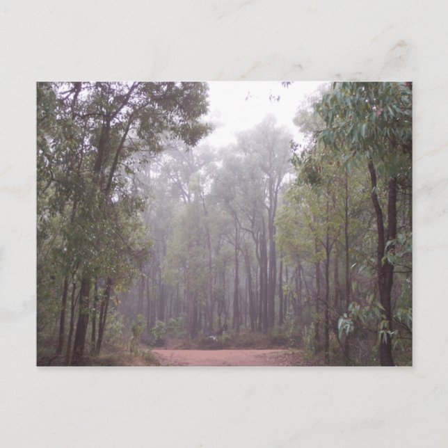 Cartão Postal Árvores de Goma (Frente)