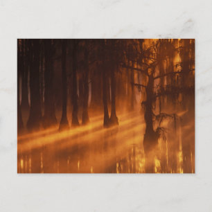 Cartão Postal Árvores de Impressão   Parque Estadual George Smit