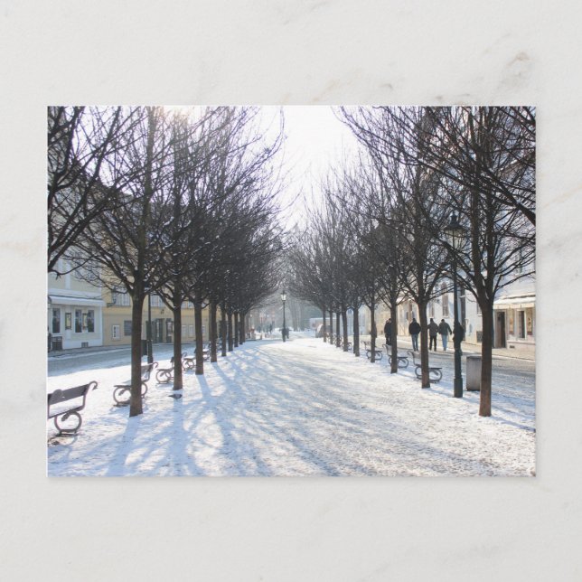 Cartão Postal Árvores de inverno em Praga (república checa) (Frente)