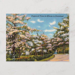 Cartão Postal Árvores de madeira em Dixieland