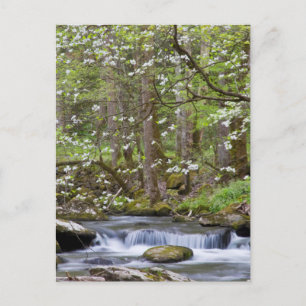 Cartão Postal Árvores de madeira   Excelente Enfumaçado Mountain