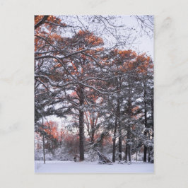 Cartão Postal Árvores de pinheiro alto em neve no nascer do sol 