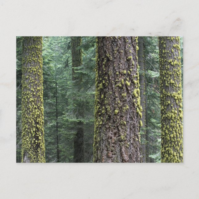 Cartão Postal Árvores de sequóia gigante na floresta, Sequoia e (Frente)