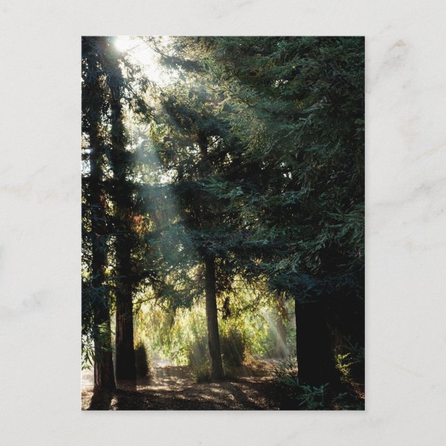 Cartão Postal Árvores De Sequoia Pela Manhã (Frente)