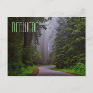 Cartão Postal Árvores de Sequoias Vermelhas Gigantes, Parques N