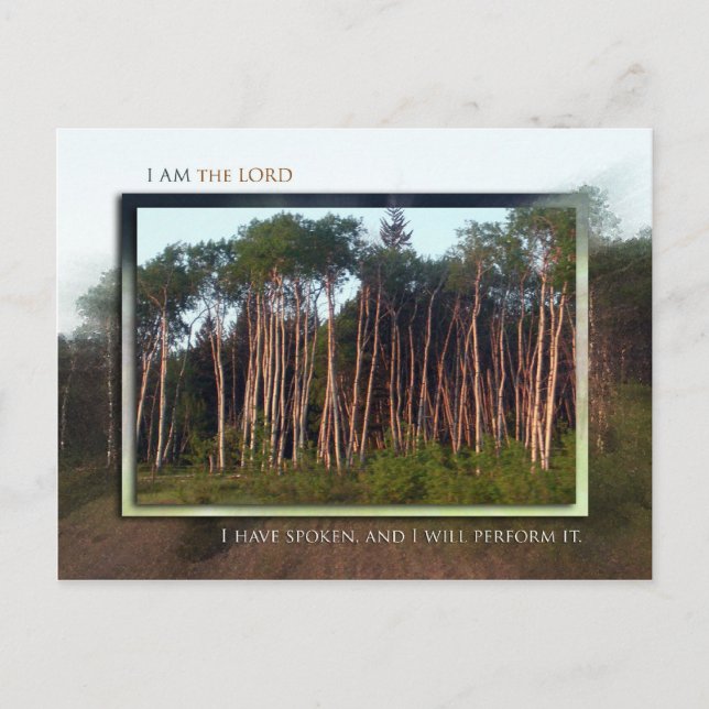 Cartão Postal Árvores do Campo (Frente)