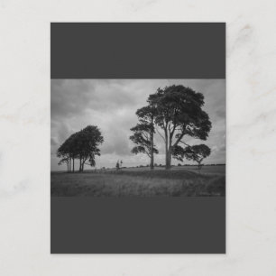 Cartão Postal Árvores do para-brisas