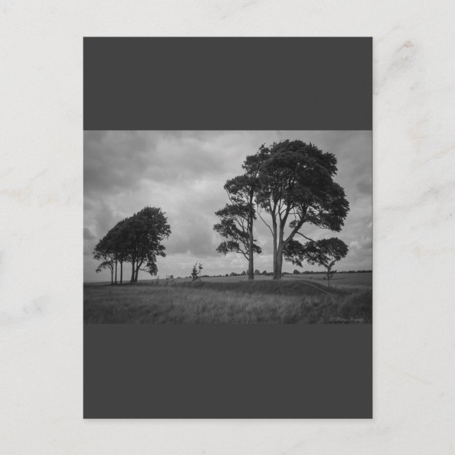 Cartão Postal Árvores do para-brisas (Frente)