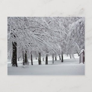 Cartão Postal árvores e neve