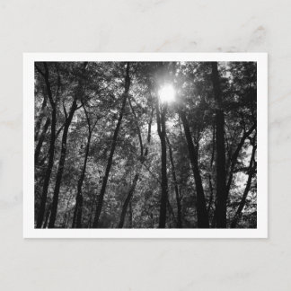 Cartão Postal Árvores e Sol (1) Cartão-postal