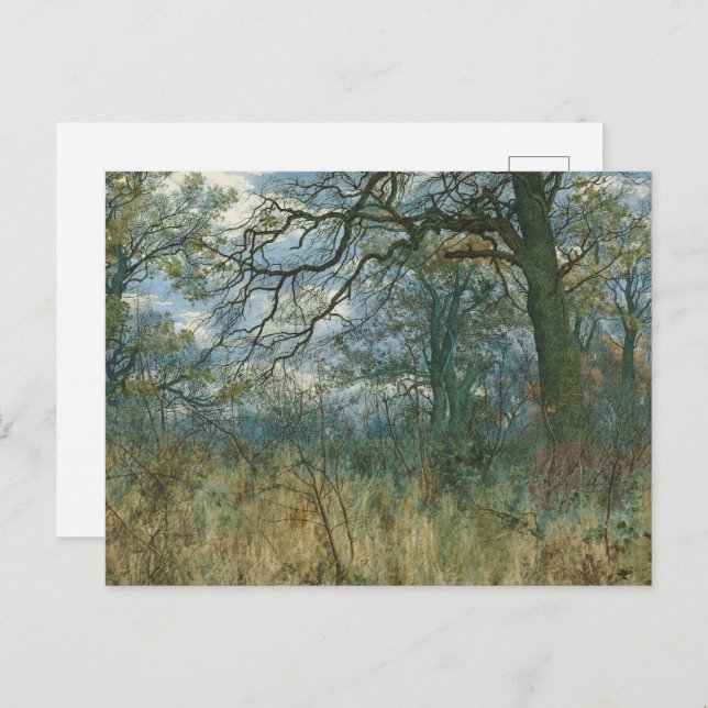 Cartão Postal Árvores e Sub-crescimento - William Fraser Garden (Frente/Verso)