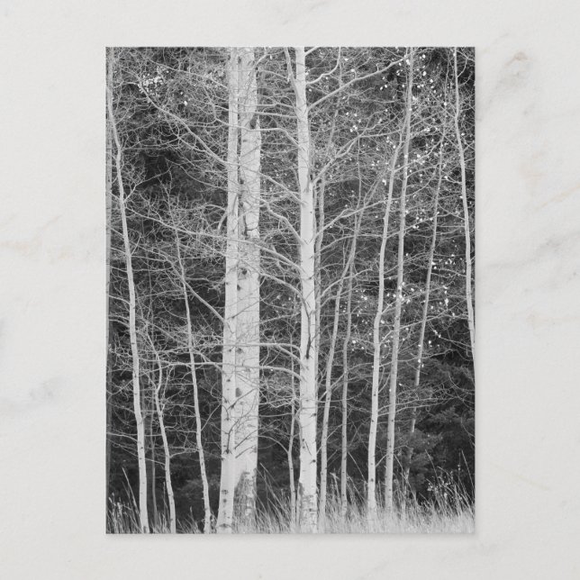 Cartão Postal Árvores em floresta durante o inverno (Frente)