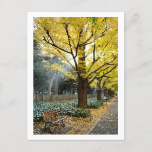 Cartão Postal Árvores Ginkgo: Meiji Jingu Gaien, Tóquio