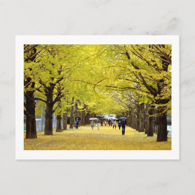 Cartão Postal Árvores Ginkgo: Showa Kinen Park, Tóquio (Frente)