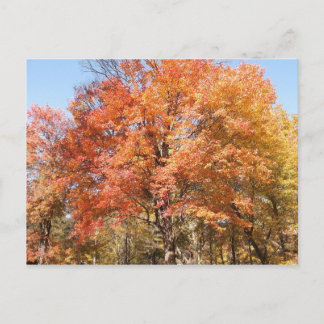Cartão Postal Árvores Laranja