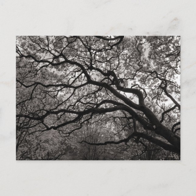 Cartão Postal Árvores Magnólia em Flor (Frente)