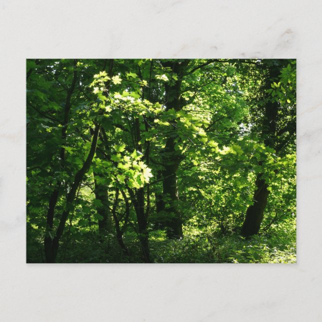 Cartão Postal Árvores na Primavera. Bute Park, Cardiff. Gales (Frente)