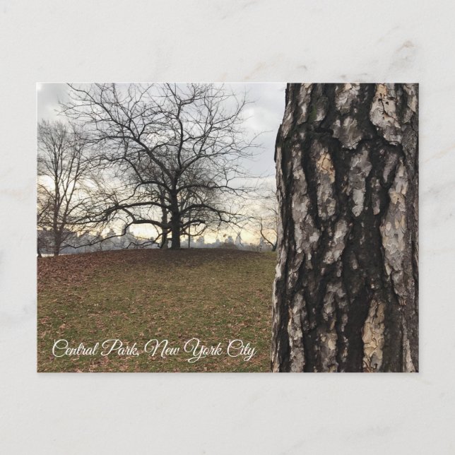 Cartão Postal Árvores Nova Iorque NYC Sunrise Central Park Skyli (Frente)