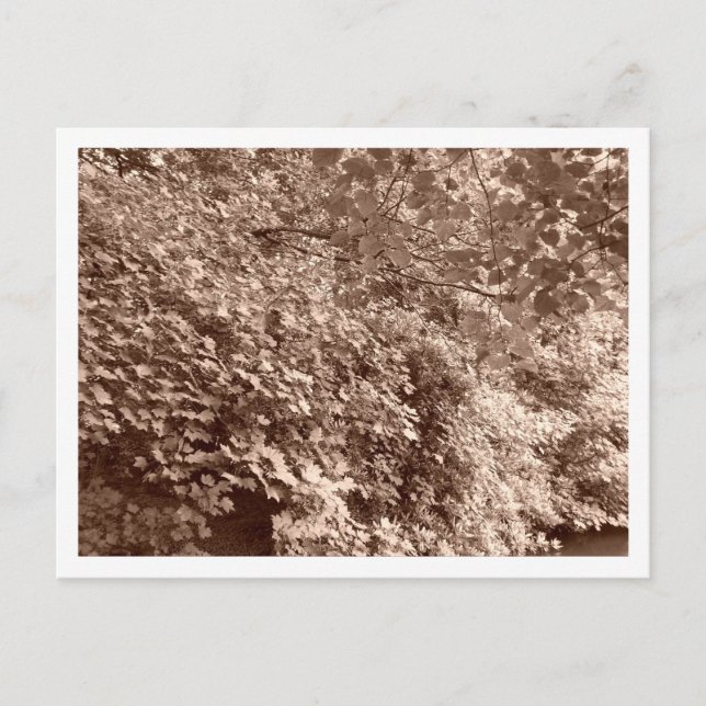 Cartão Postal Árvores pelo Canal (Frente)