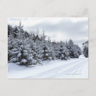 Cartão Postal Árvores perenes e estrada na neve