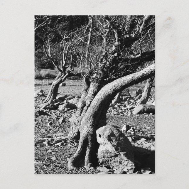 CARTÃO POSTAL ÁRVORES PRETAS E BRANCAS (Frente)