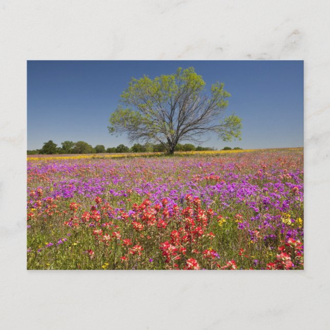 Cartão Postal árvores primavera na vanguarda que crescem em flor (Frente)