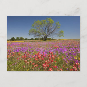 Cartão Postal árvores primavera na vanguarda que crescem em flor